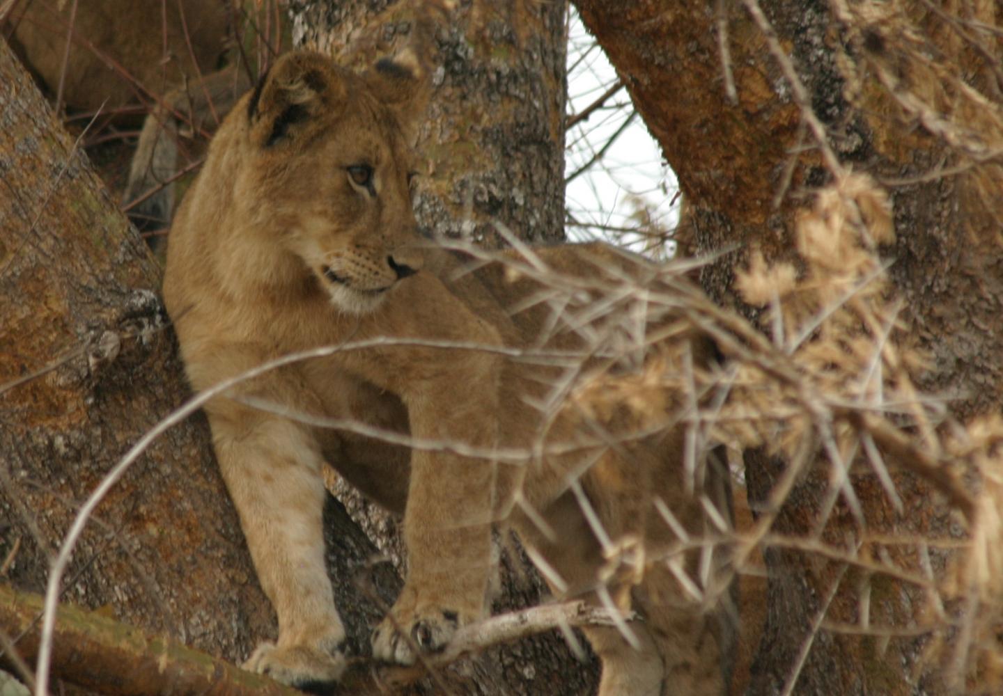 Cob Tree climbing lion Ishasha (Uganda) 