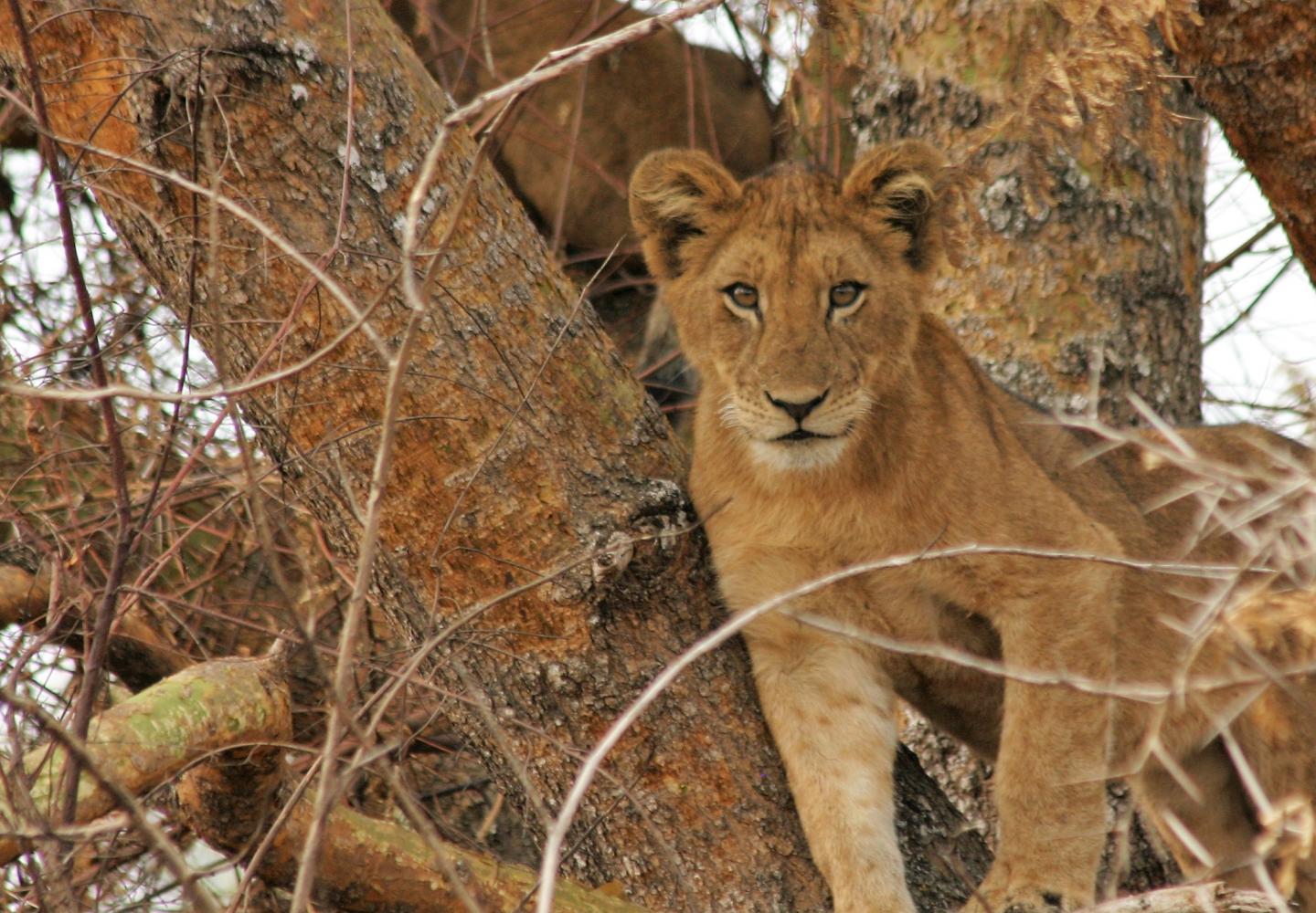 Cob Tree climbing lion Ishasha (Uganda) 