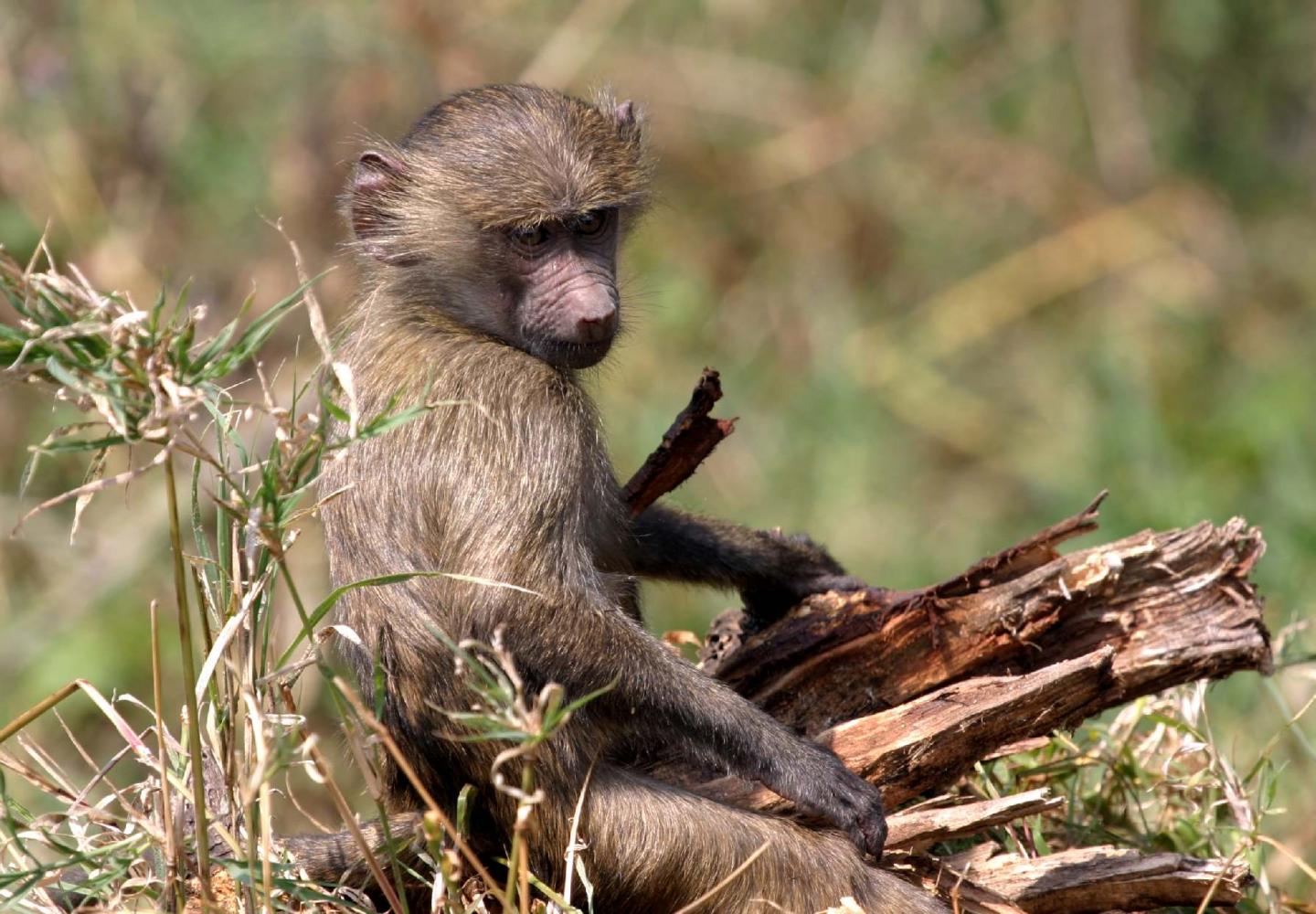 Juvenile baboon (Queen Elizabeth Uganda)