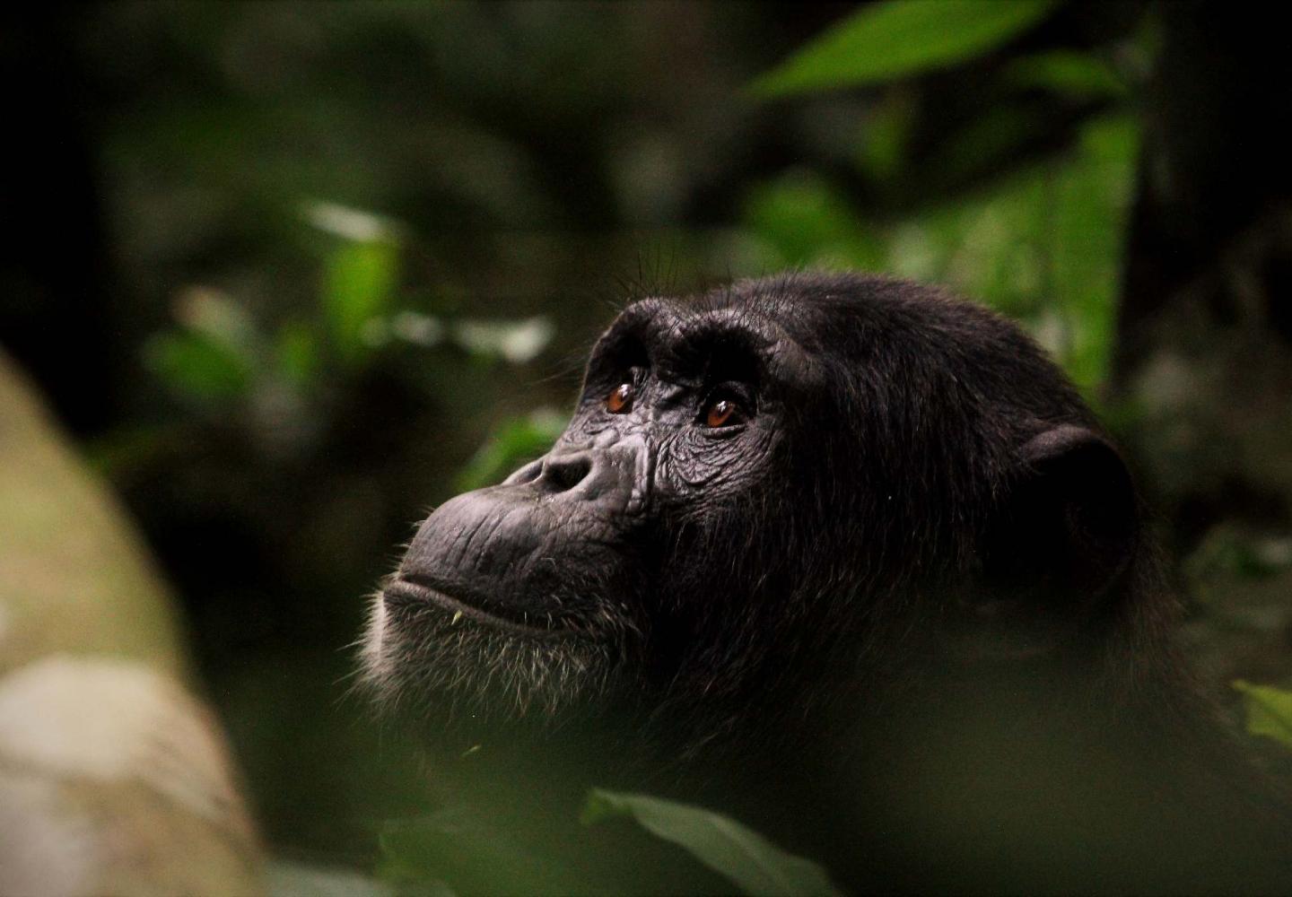 Chimpanzee (Kibale Forest Uganda)