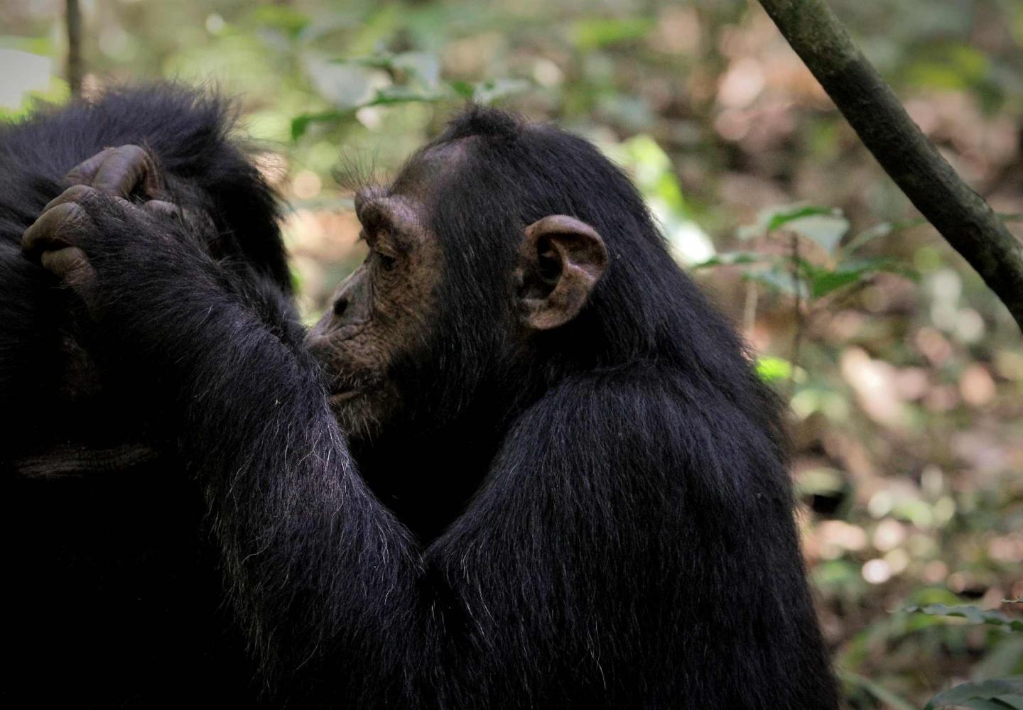 Chimpanzee Grooming (Kibale Forest Uganda)