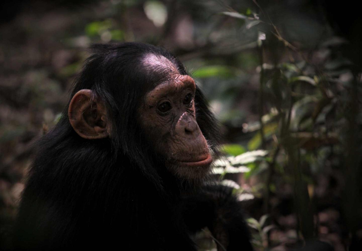 Juvenile Chimpanzee Grooming (Kibale Forest Uganda)
