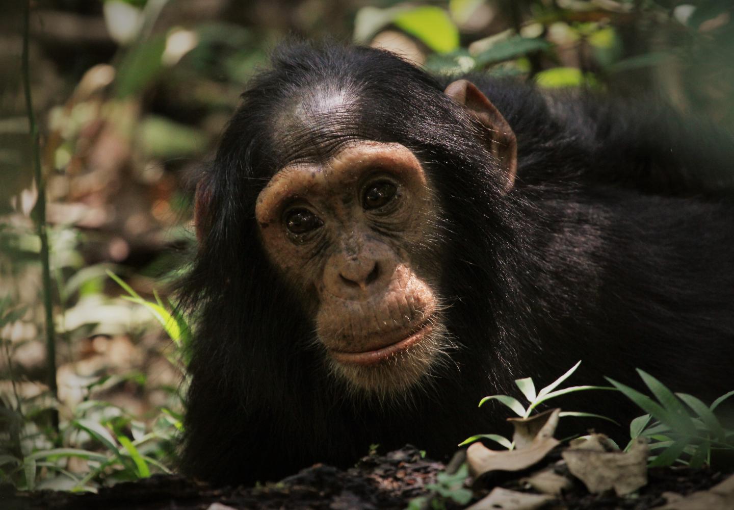 Juvenile Chimpanzee Kibale Forest (Uganda)