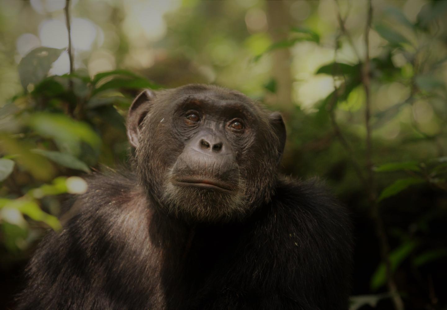 Chimpanzee Kibale Forest (Uganda)