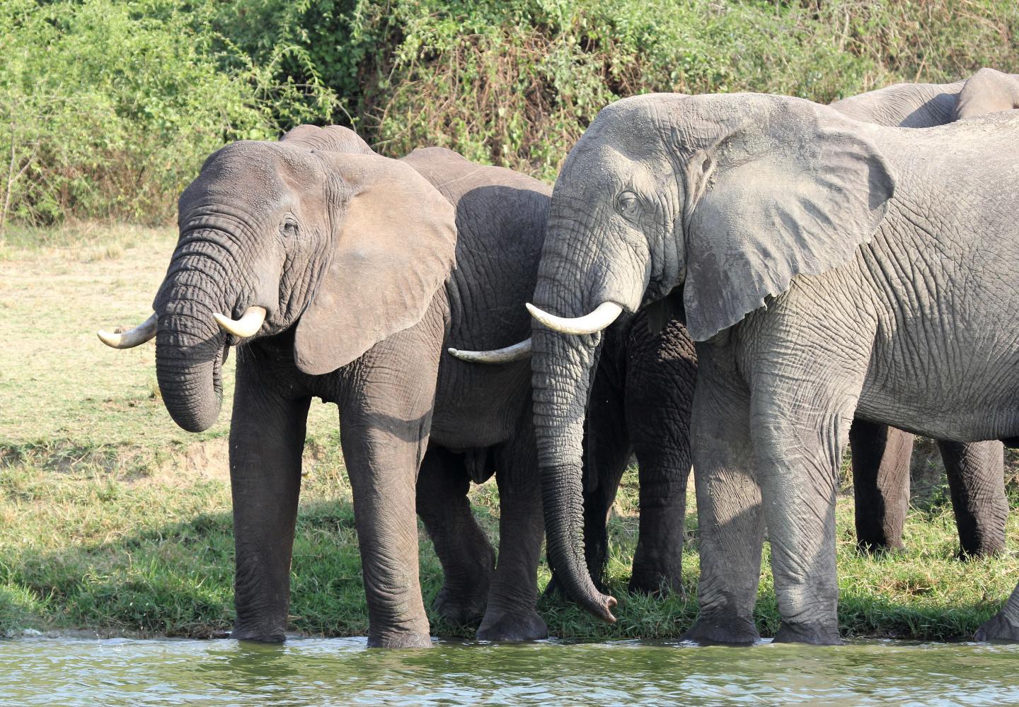 Elephants drinking on the Kazinga channel