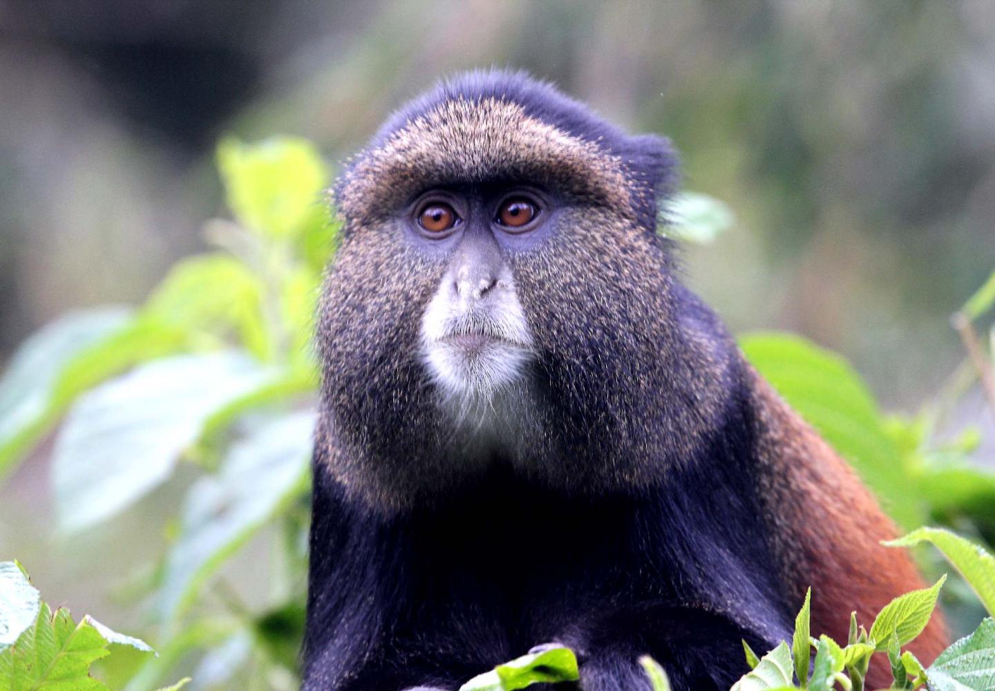 Golden Monkey (Cercopithecus kandti)