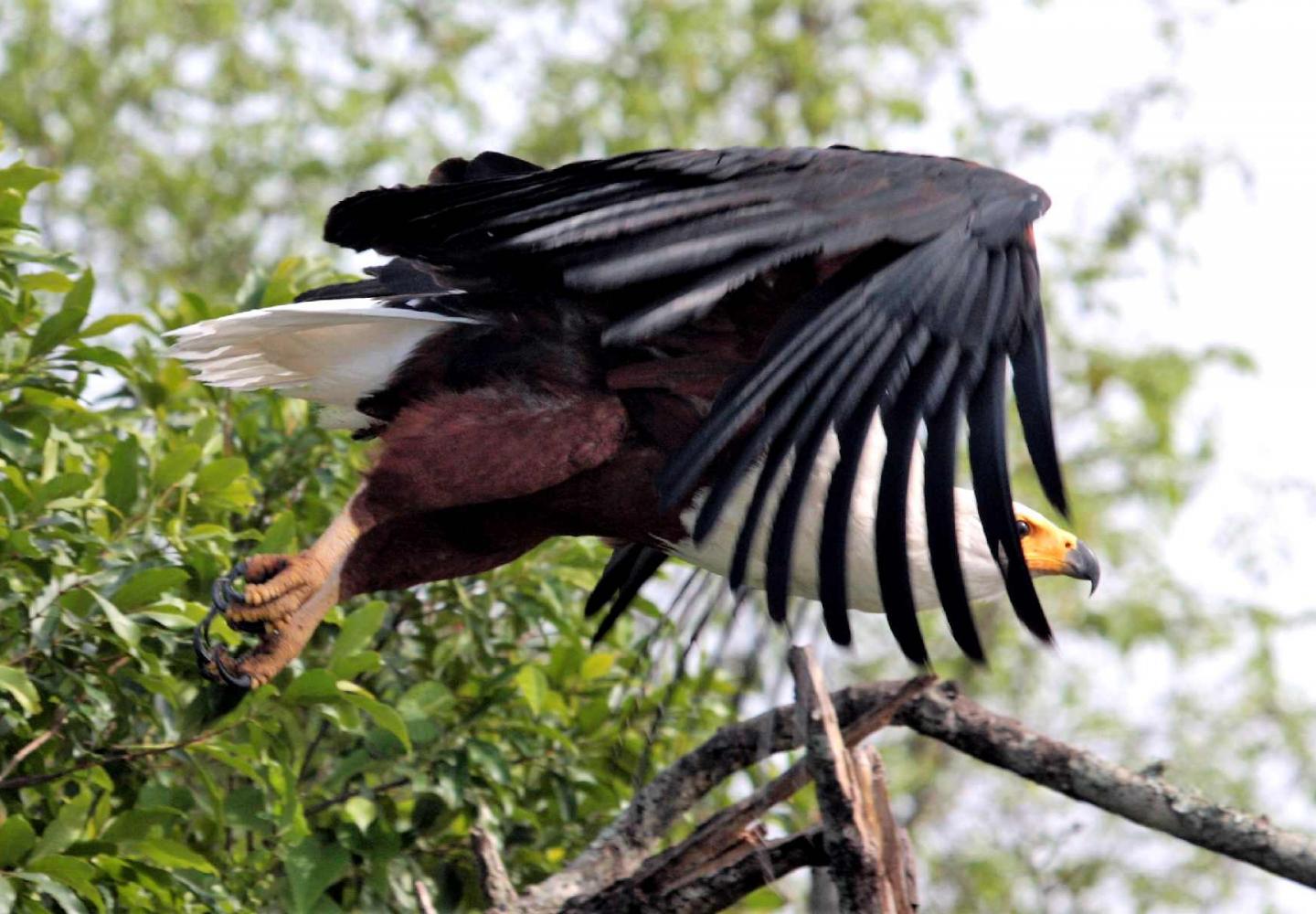 African Fish Eagle (Kazinga Channel & Lake Mburo - Uganda)