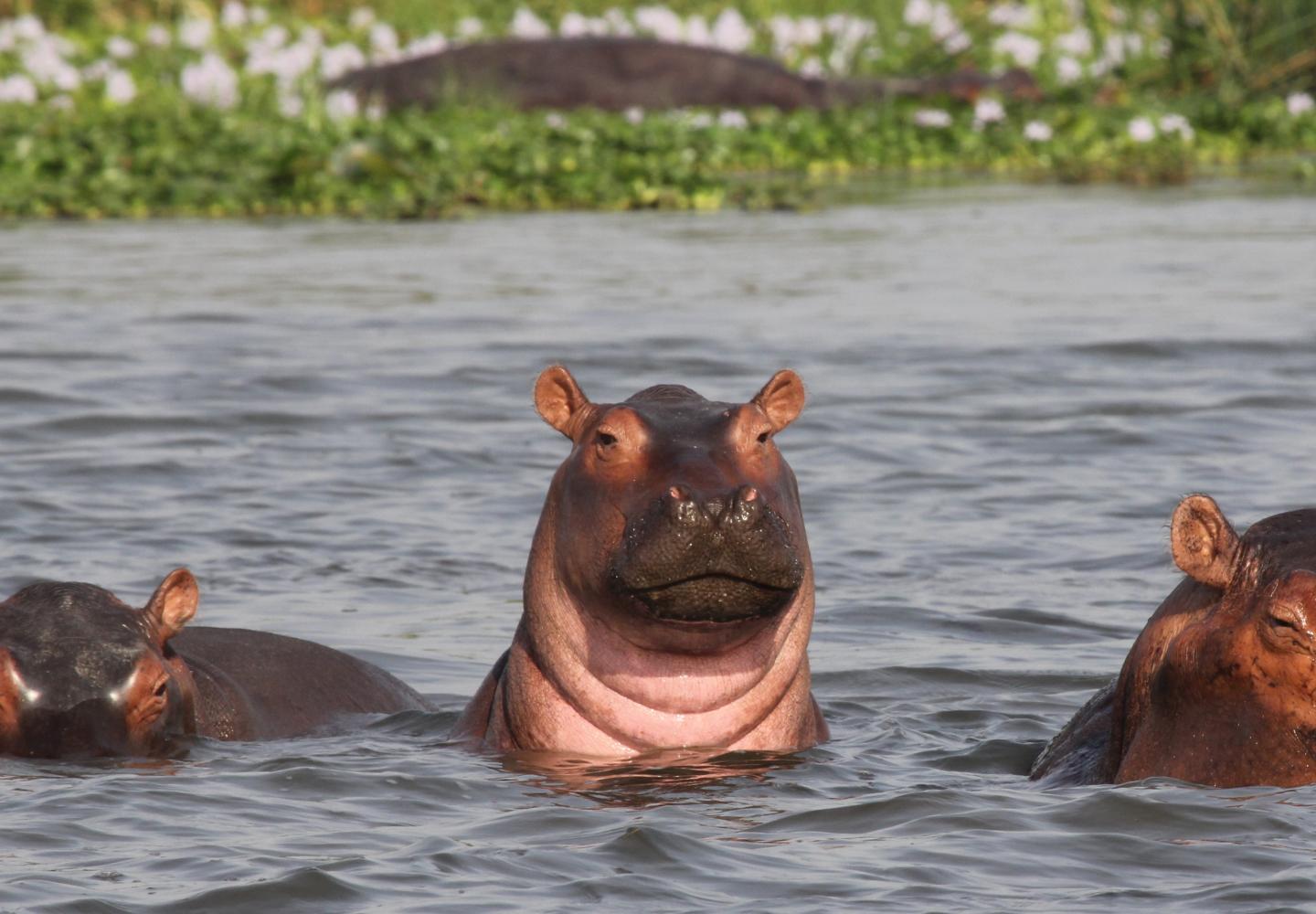 Hippo Kazinga Channel (Uganda)