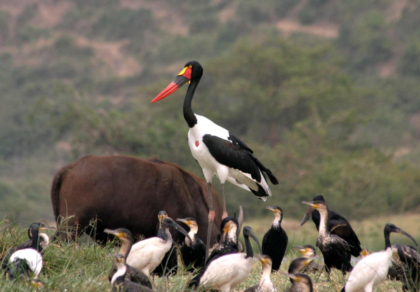 Sadle-Billed Stork (Kazinga Channel Uganda) 