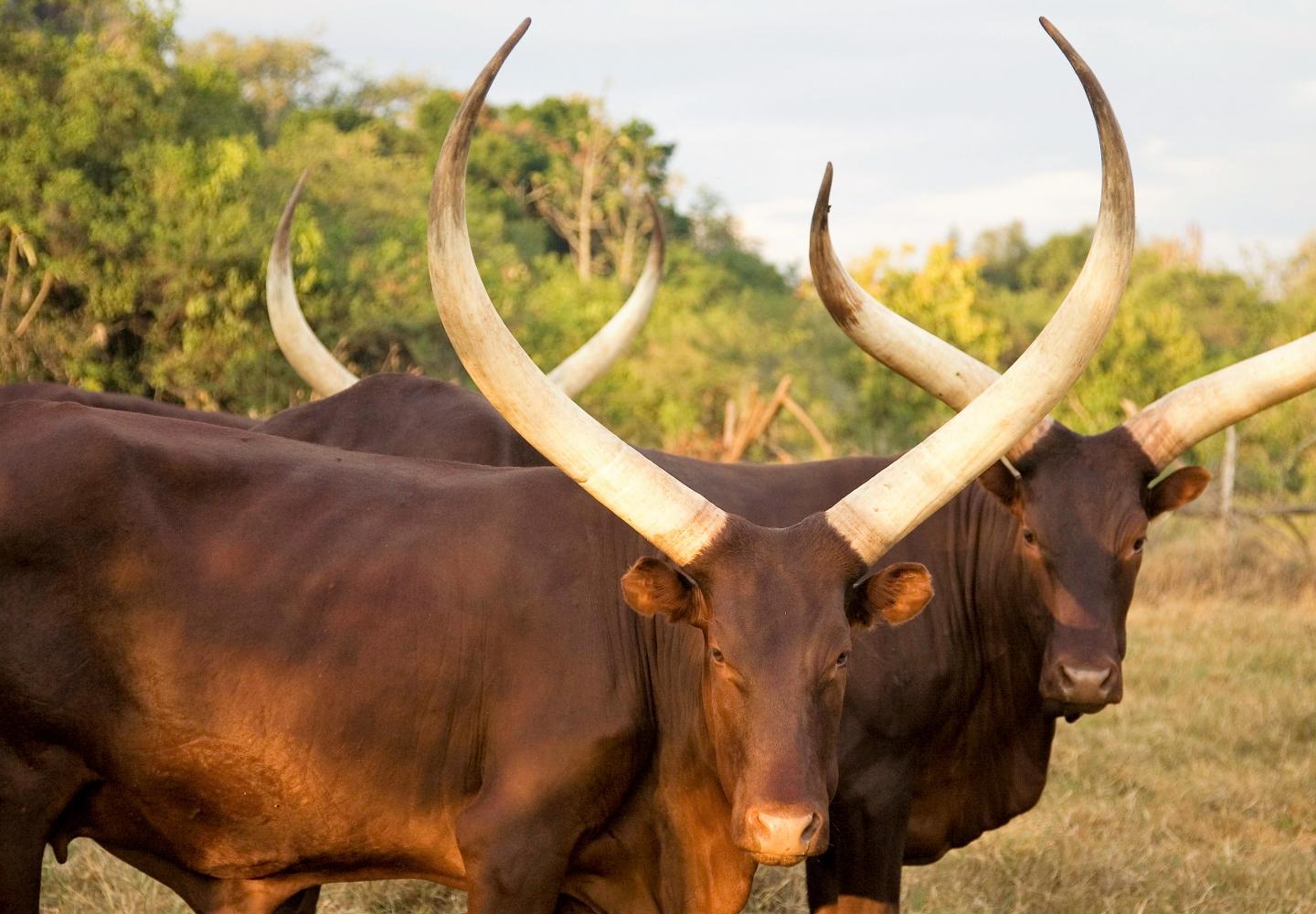 Ankole Cattle with long horns