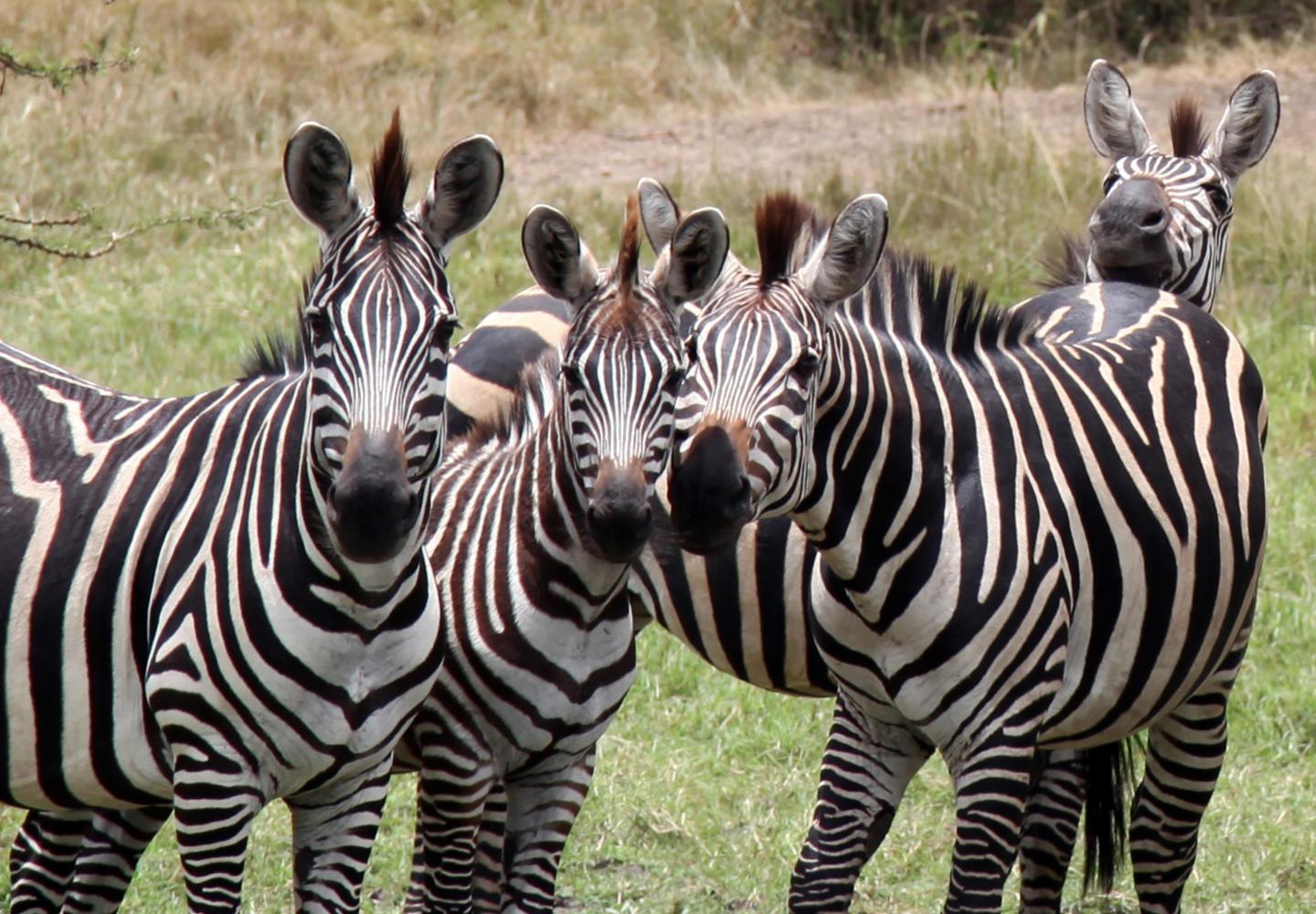 Zebra - Lake Mburo National Park