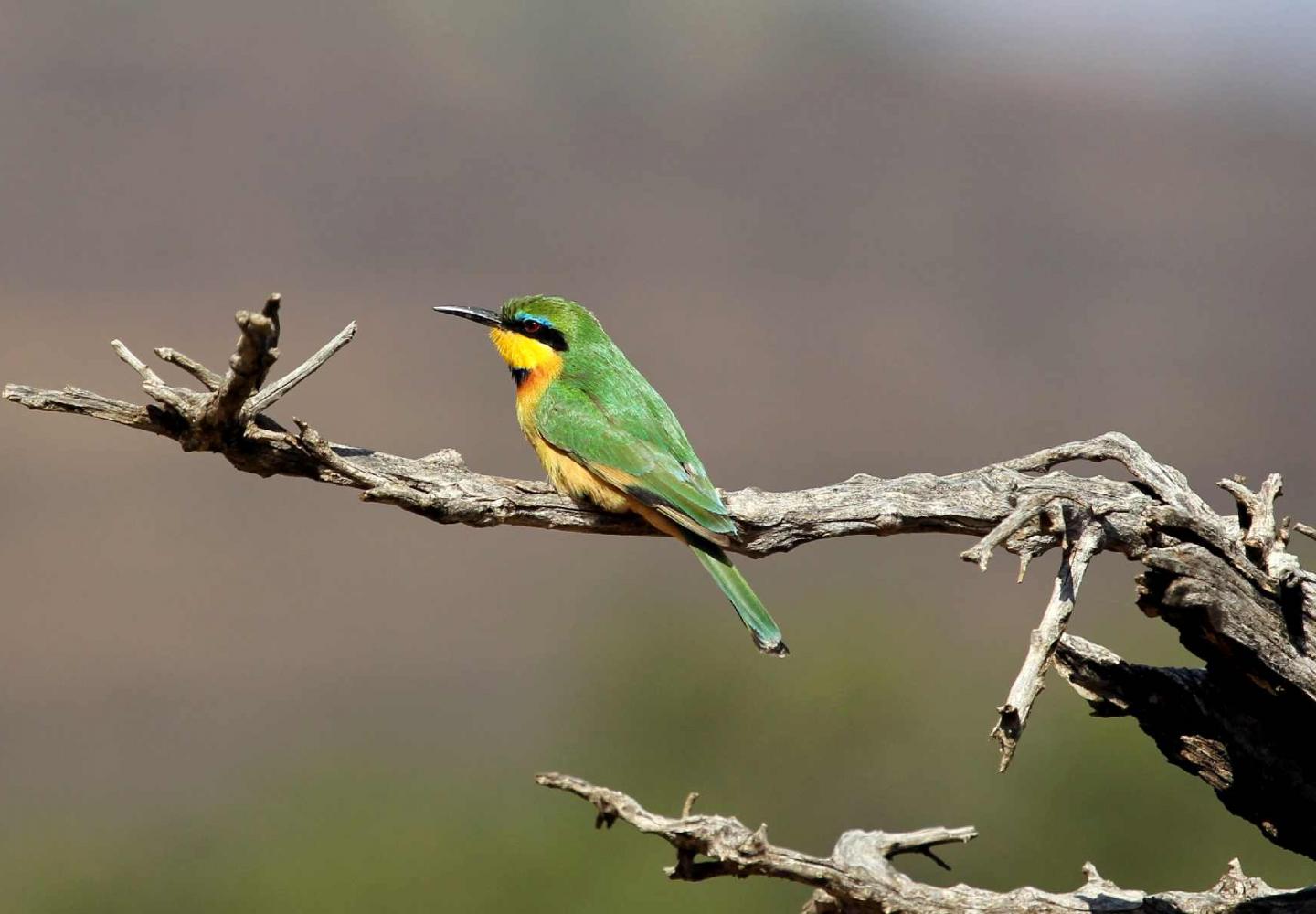 Little-bee-eater (Queen Elizabeth National Park)