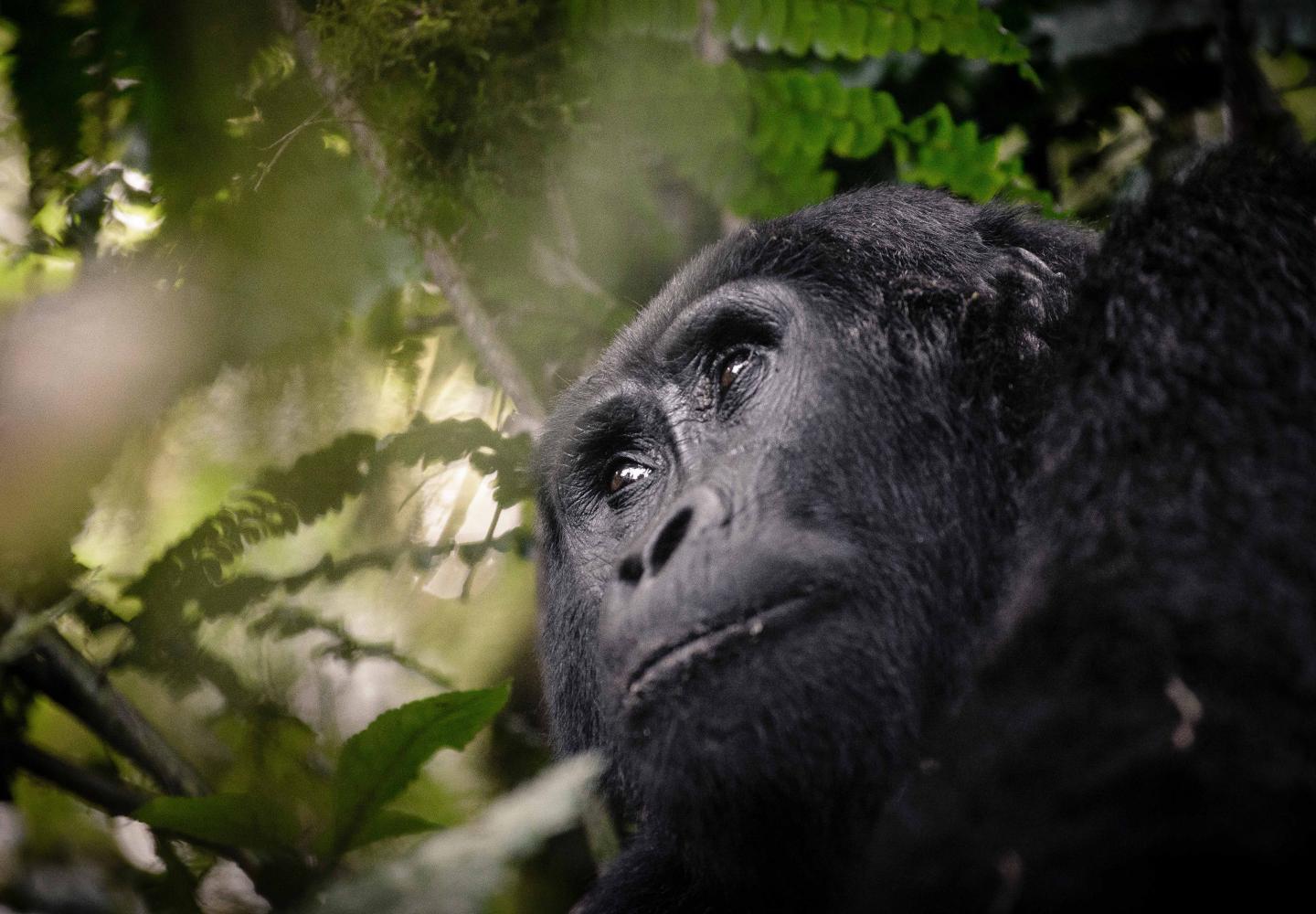 Female Mountain Gorilla Bwindi