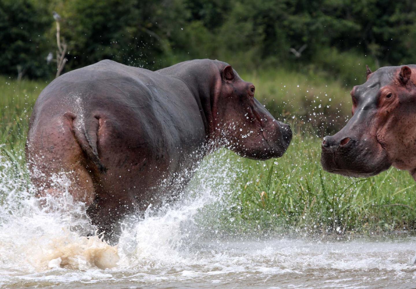 Hippo (Murchison Falls Uganda)