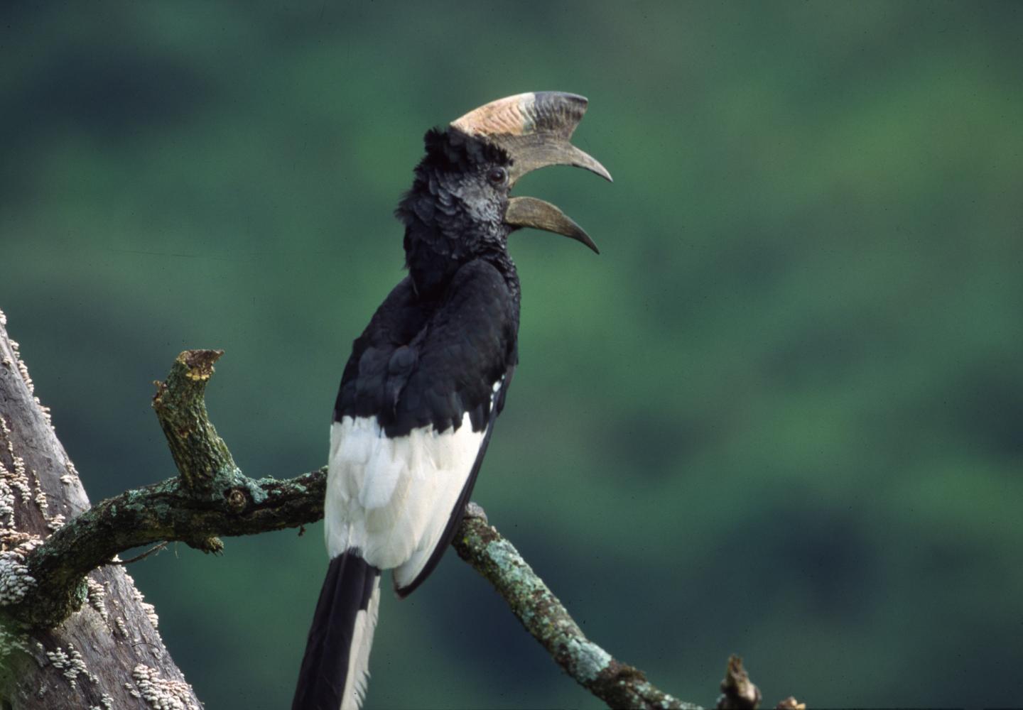 Black-and-white casued Hornbill (Uganda)
