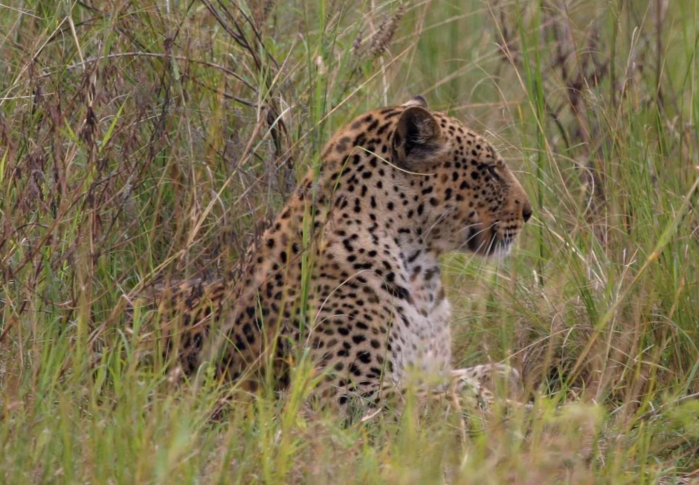 Leopard (Akagera National Park Rwanda)
