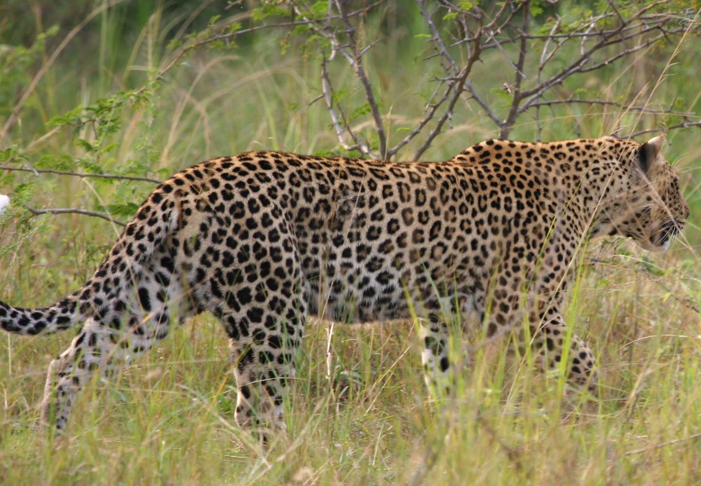 Leopard Kilala Plain (Akagera National Park Rwanda)
