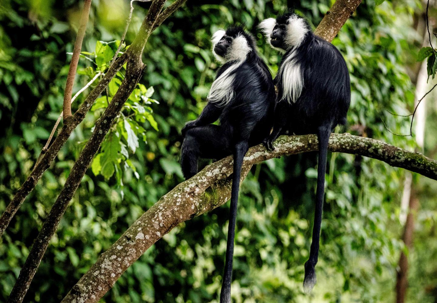 Angolan Colobus Monkeys (Nyungwe Forest Rwanda)