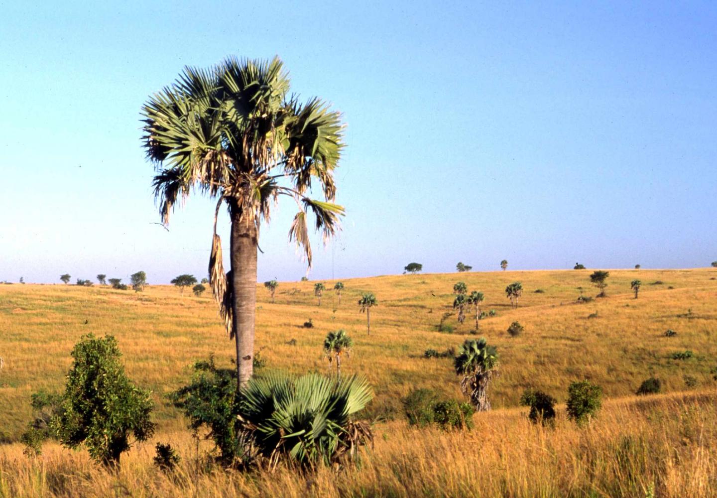Borassus aethiopum typical for Murchison Falls (Uganda) 