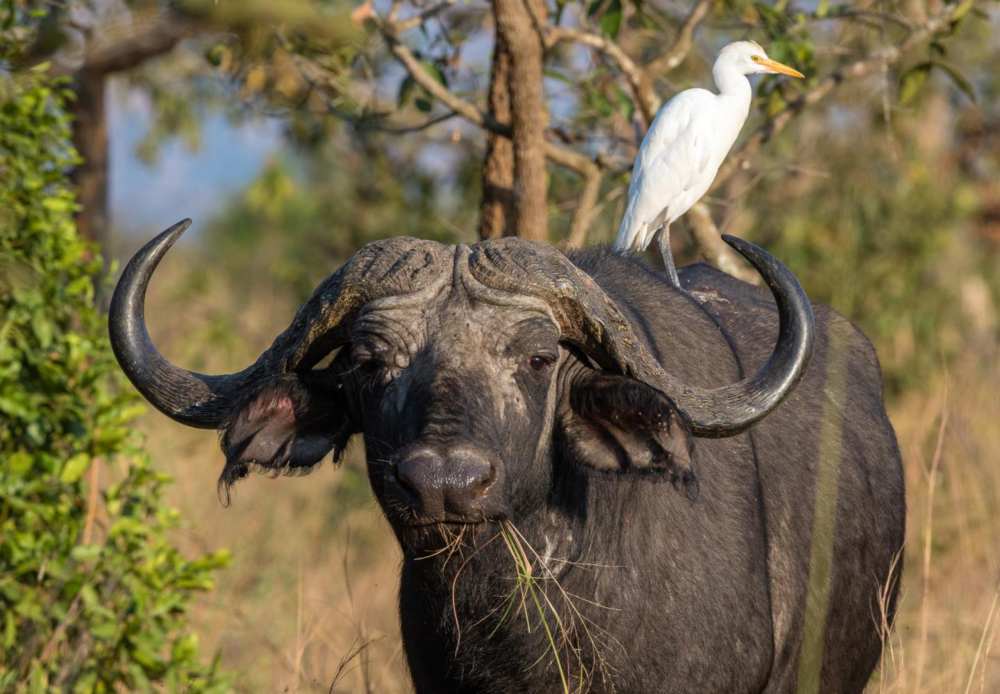 Cape Buffalo with Cattle Eagret