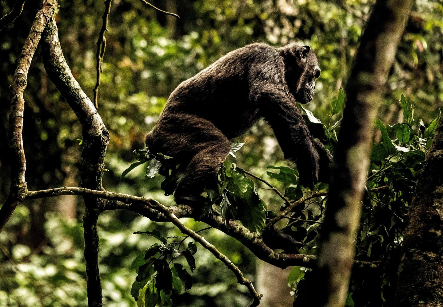 Chimpanzee (Nyungwe Forest Rwanda)