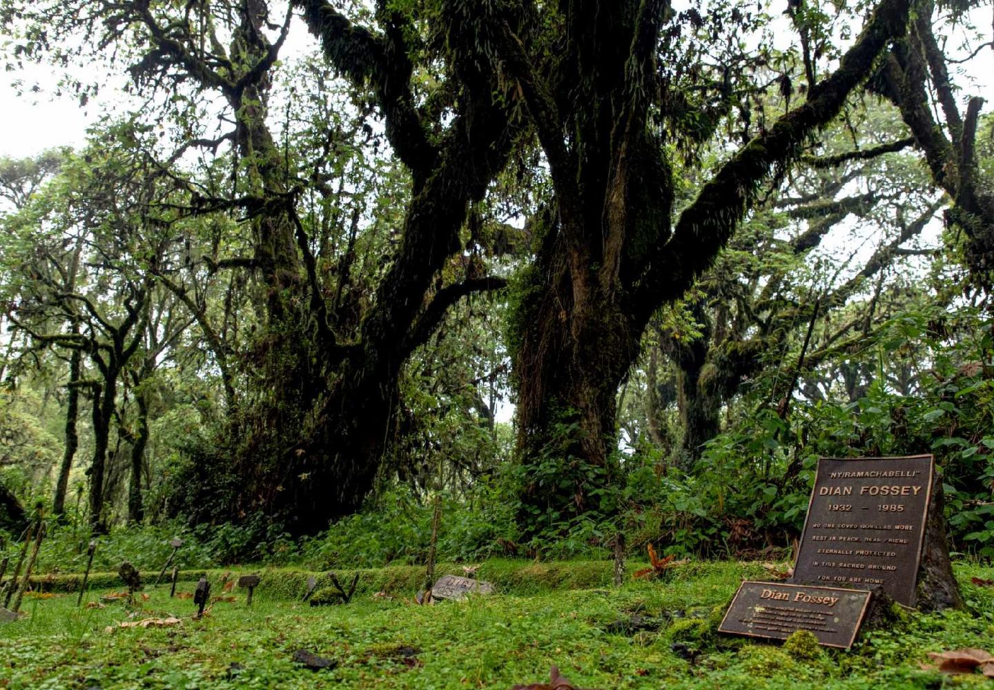 Dian Fossey Grave (Volcanoes National Park Rwanda)