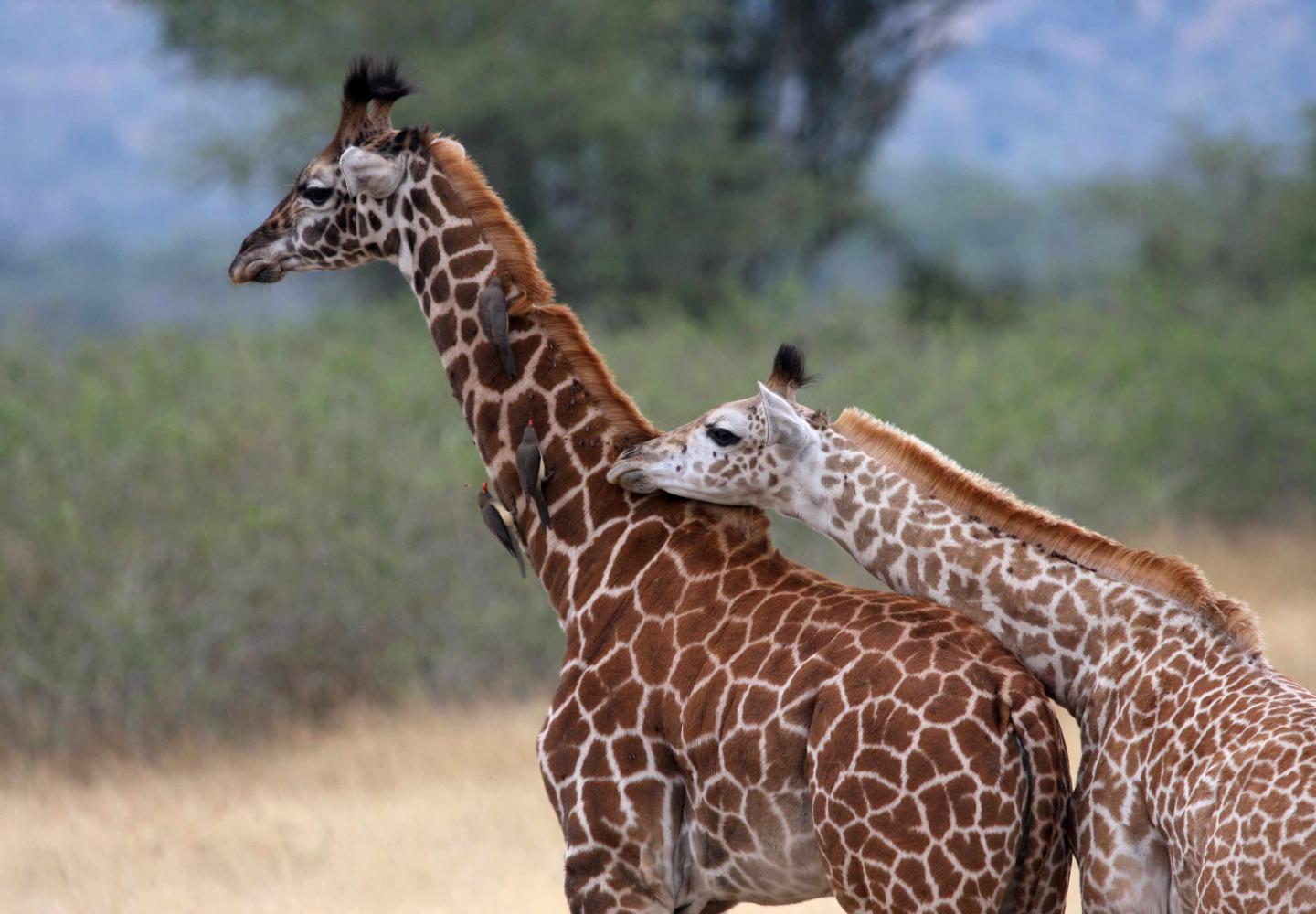 Masai Giraffes (Akagera National Park Rwanda)