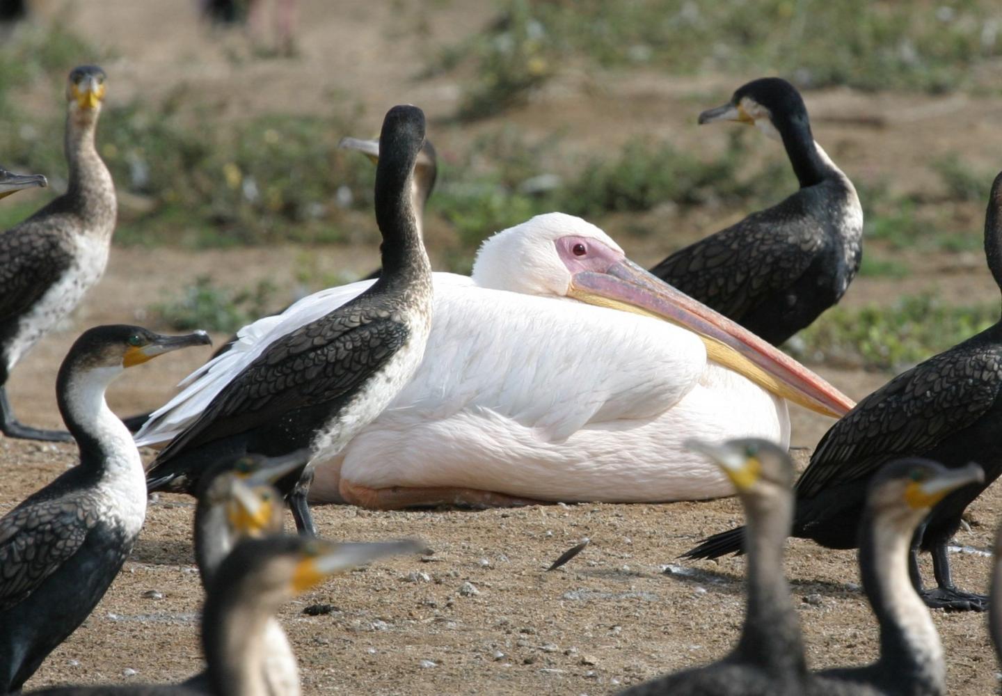 White Pelican (Kazinga Channel)