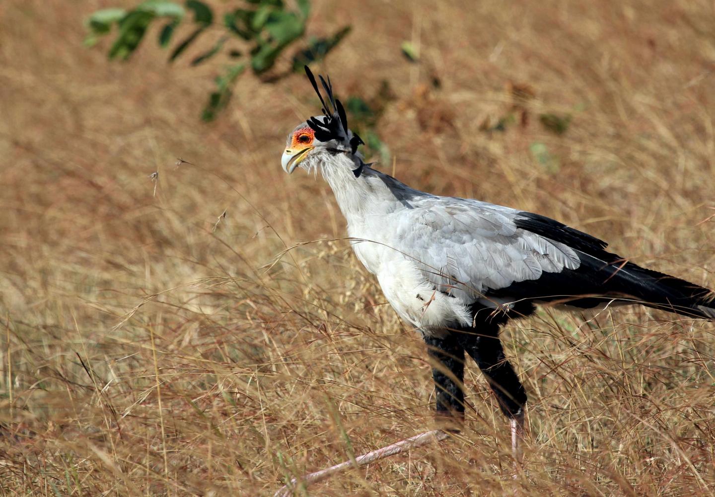 Secretary bird looking for food in the savannah (Murchsion Falls Uganda)