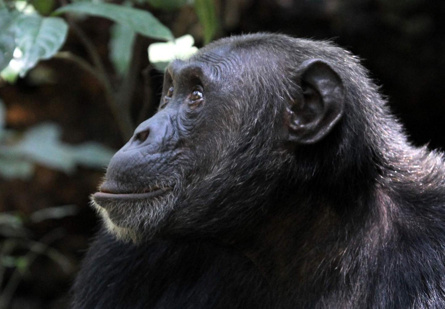 Chimpanzee Habituation Experience (Kibale Uganda)