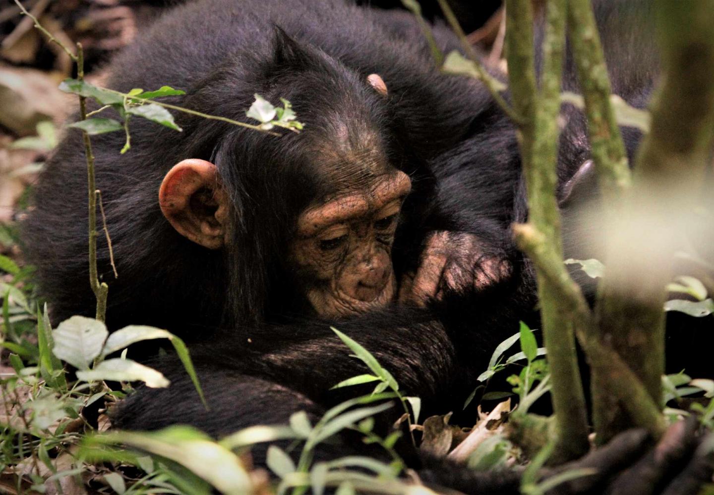 Juvenile chimpanzee grooming (Kibale Forest National Park)