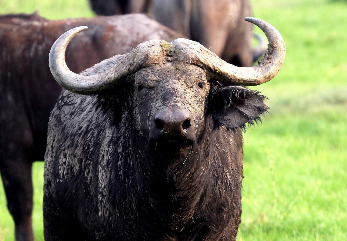 Cape Buffalo (Ishasha Queen Elizabeth)