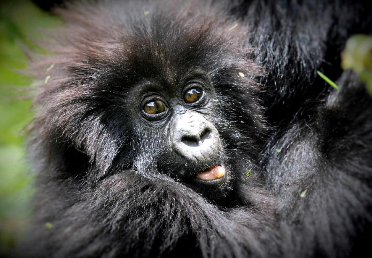 Baby Mountain Gorilla (Volcanoes National Park Rwanda)