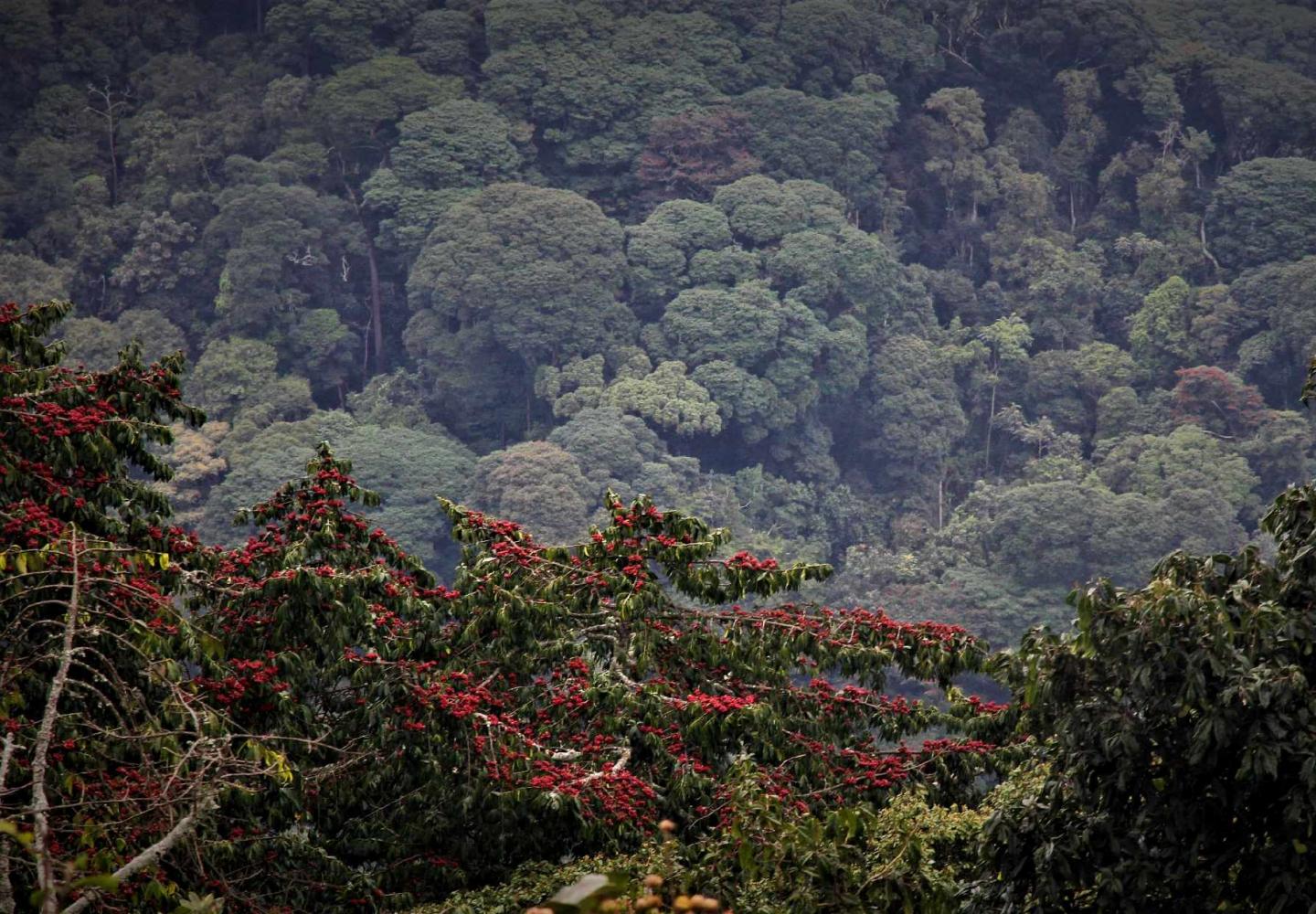 Nyungwe Forest (Rwanda)