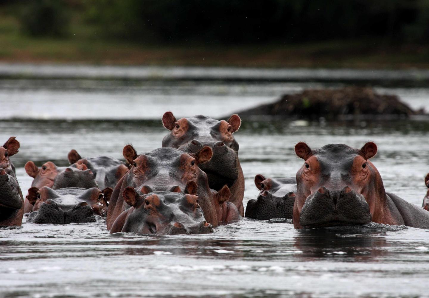 School of Hippo in the Victoria River Nile (Murchsion Falls Uganda)
