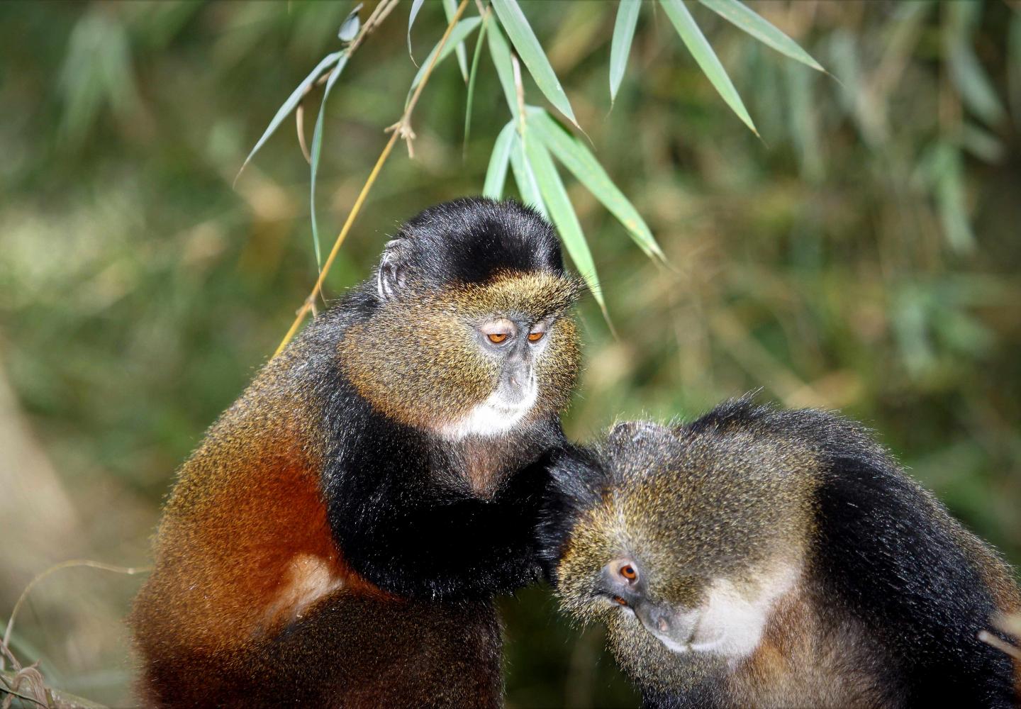 Golden Monkeys (Volcanoes National Park Rwanda)