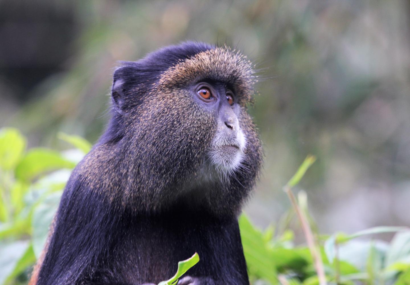 Golden Monkey (Volcanoes National Park Rwanda)