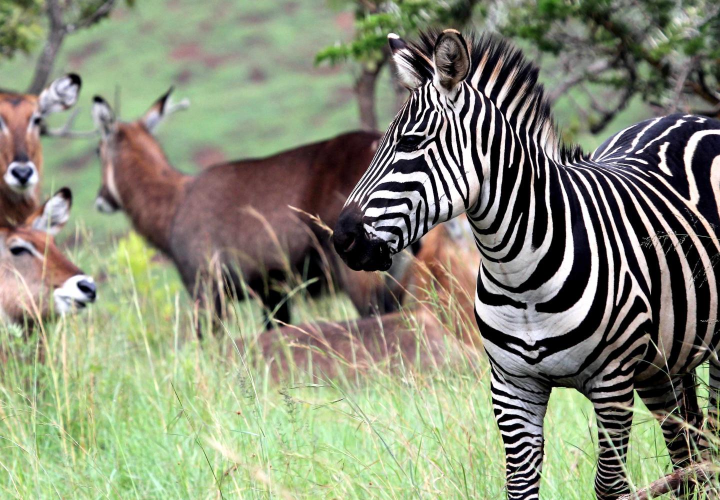 Zebra (Akagera National Park (Rwanda)