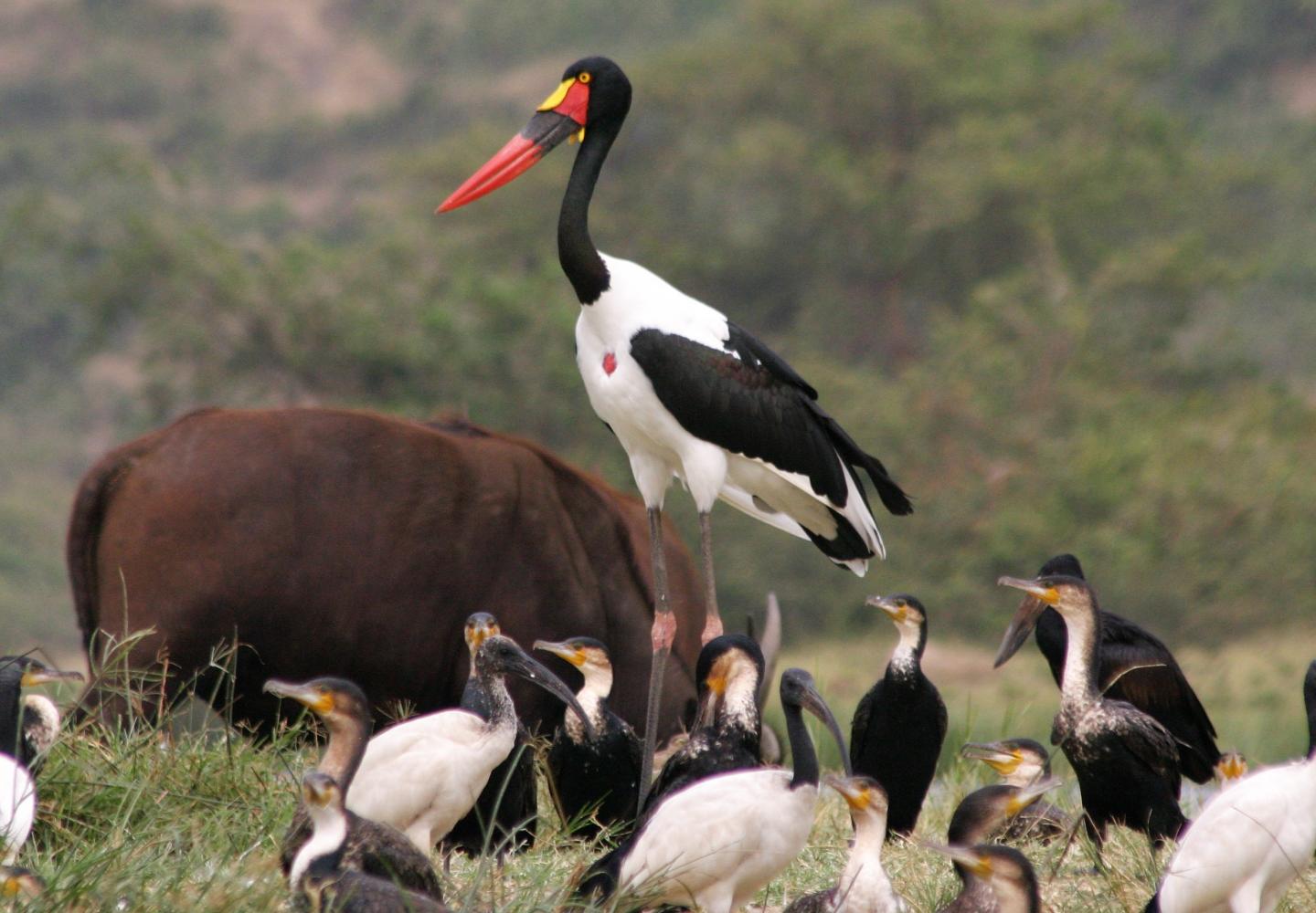 Sadle-billied Stork (Kazinga Channel)