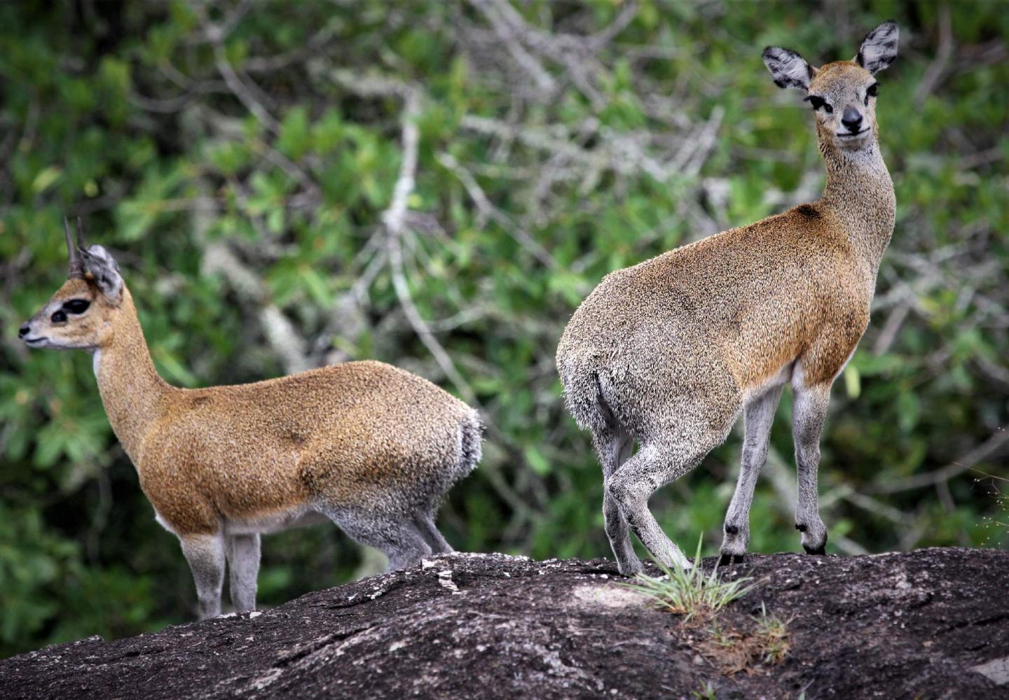 Klipspringer (oreotragus oreotraguson) on kopje (Lake Mburo National Park)