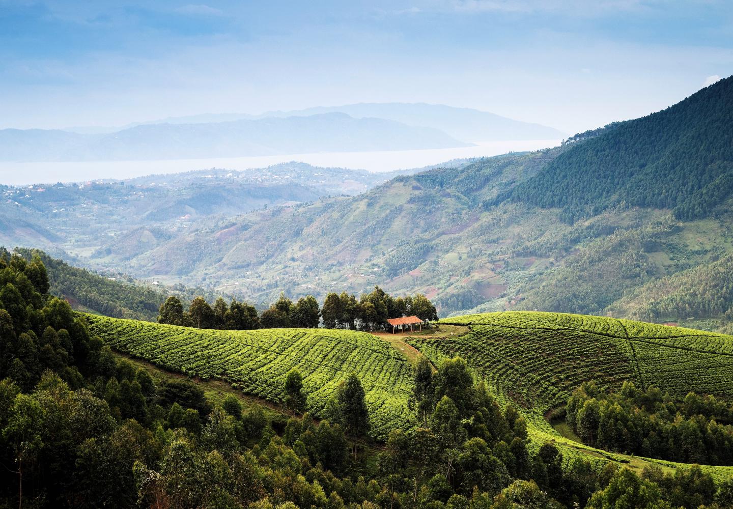 Landscape Tea plantation (Gisakura Rwanda)