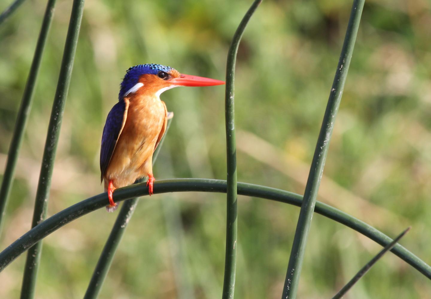 Malachite Kingfisher - Lake Bunyonyi