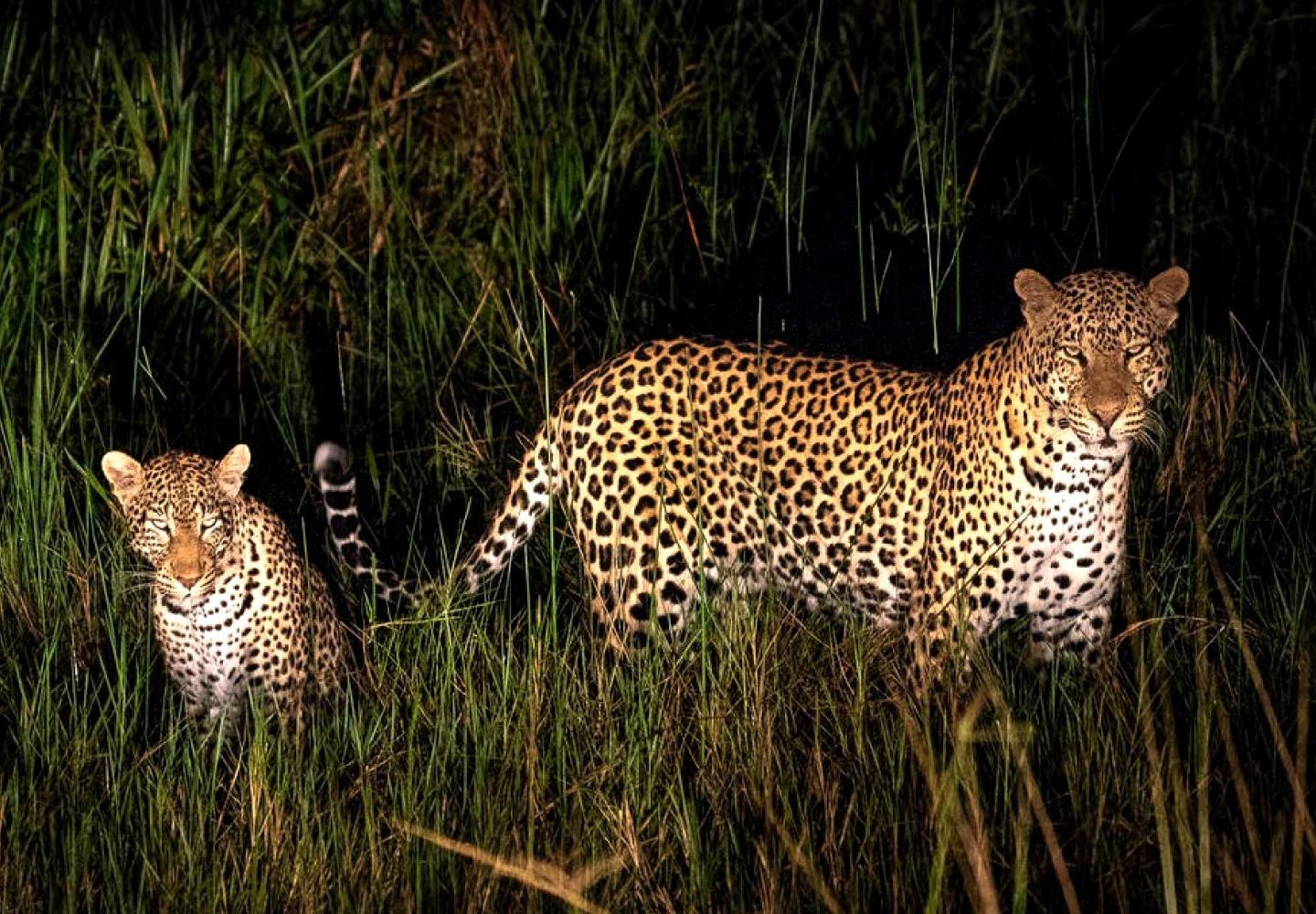 Leopard with young during night game drive