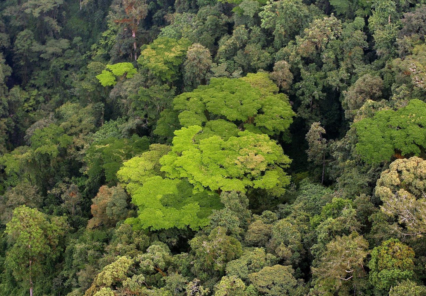 Nyungwe Forest Canopy ( Nyungwe National Park Rwanda)