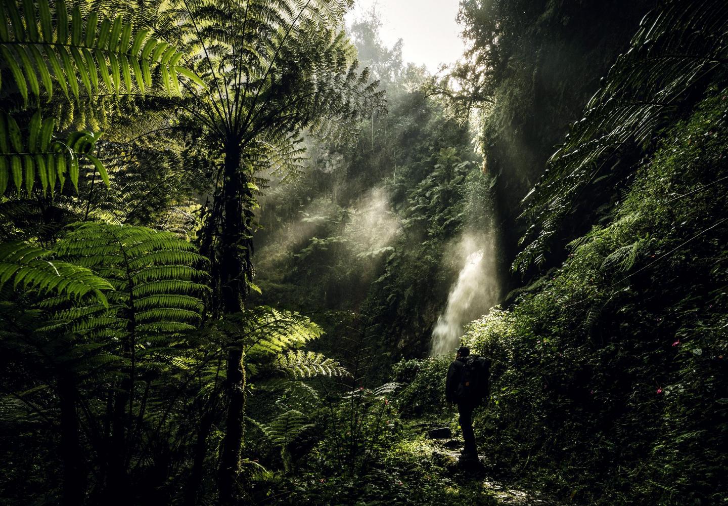 Waterfall Trail Nyungwe Forest ( Nyungwe National Park Rwanda)