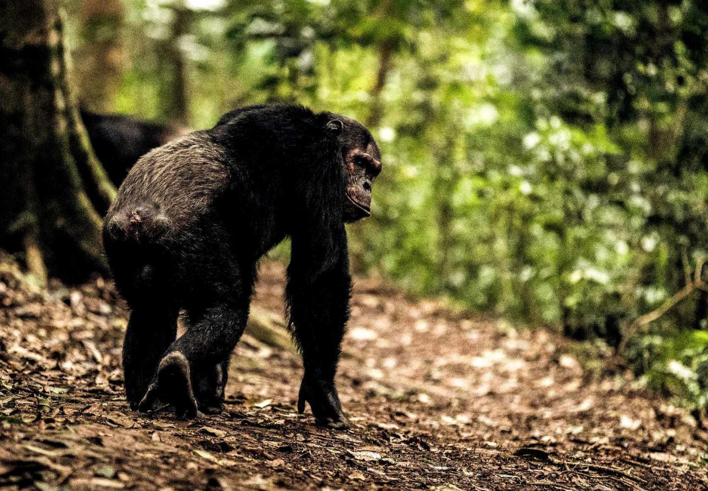 Chimpanzee walking in  Nyungwe National Park ( Rwanda)