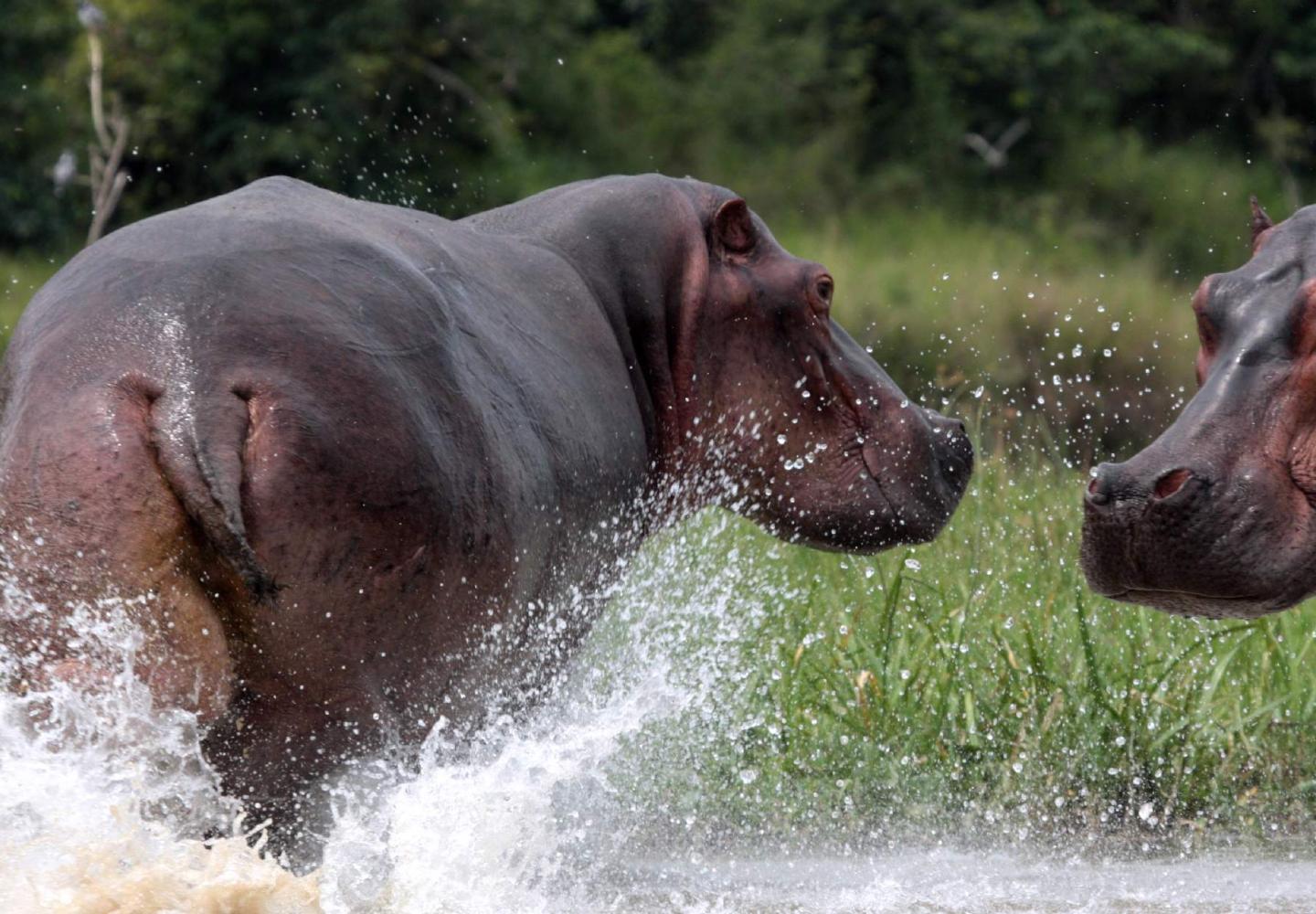 Hippo - Kazinga Channel - Queen Elizabeth - Uganda
