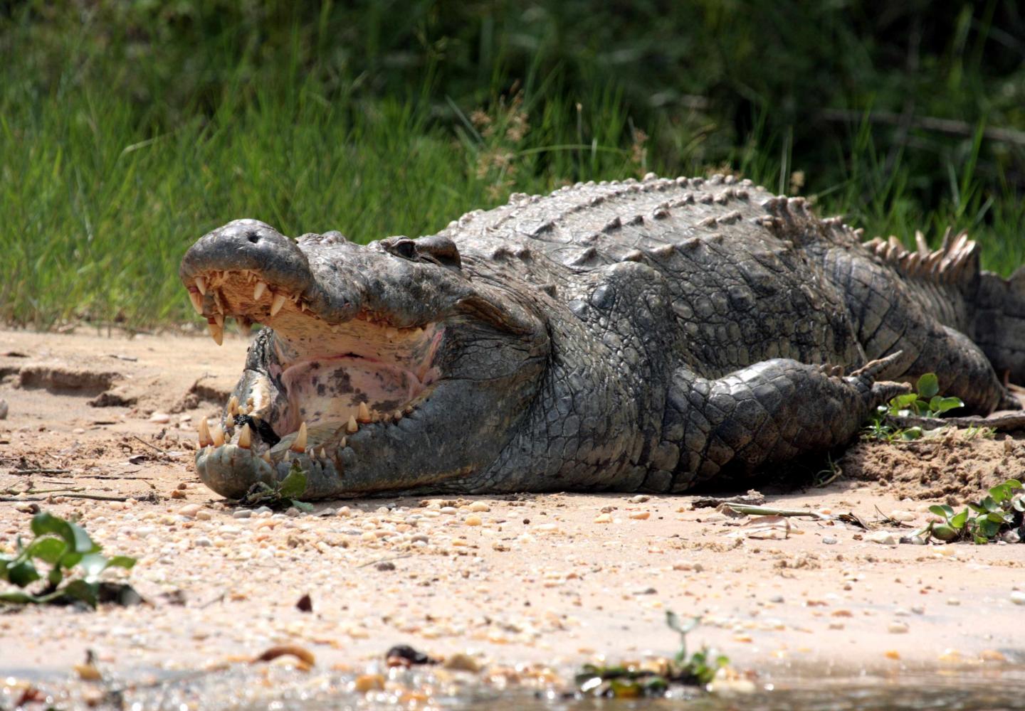 Nile Crocodile on the bank of the Victoria Nile (Murchison Falls Uganda)
