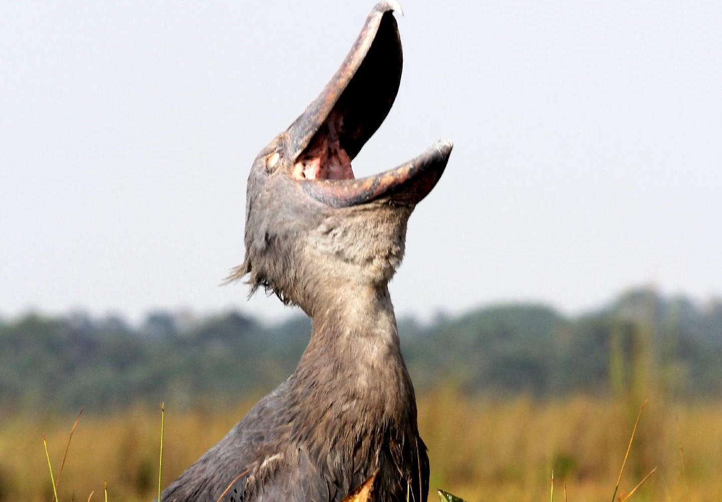 Shoebill Stork with open bill (Mabamba Swamp Uganda)