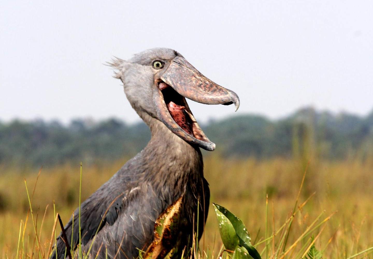 Shoebill Stork with open bill (Mabamba Swamp Uganda)